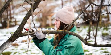 Cum sa faci taierile la pomii fructiferi iarna. Temperaturile ideale