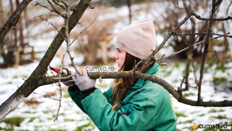 Cum sa faci taierile la pomii fructiferi iarna. Temperaturile ideale