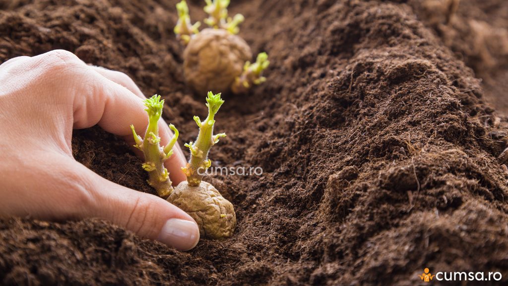 Adancime plantare cartofi