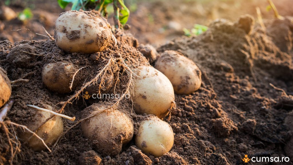 Cum sa cresti productia de cartofi