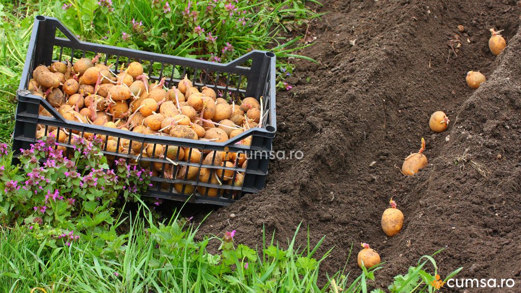 La ce distanta se planteaza cartofii