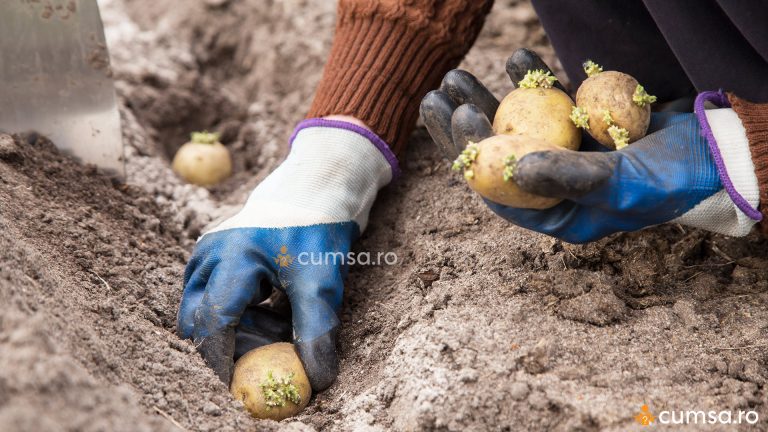 Plantare cartofi primavara. Cum sa faci asta si in ce perioada