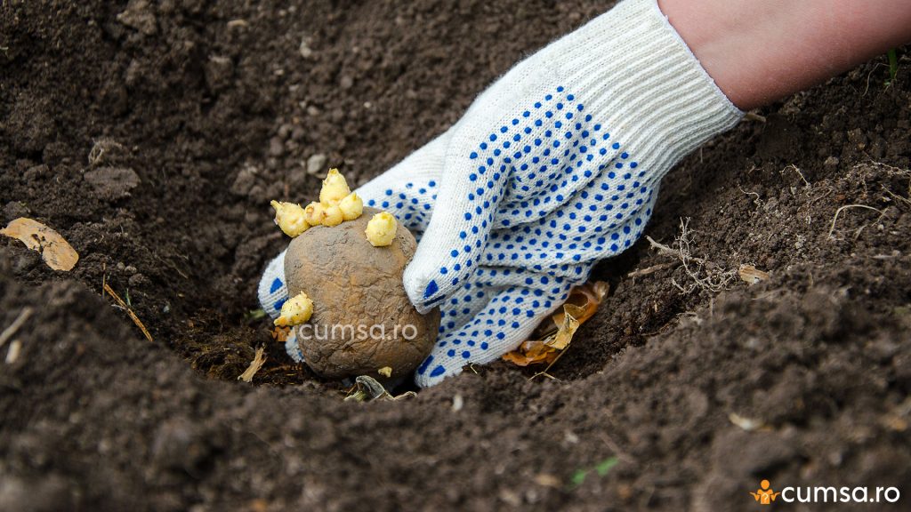 Plantare cartofi primavara
