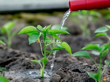 Udarea rasadurilor. Cum sa o faci corect pentru a evita alungirea plantelor