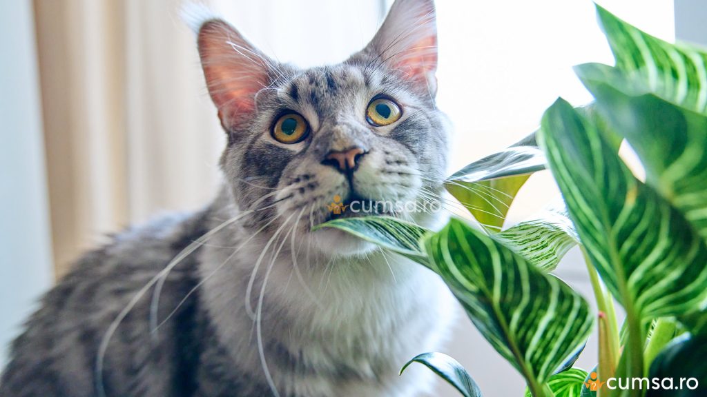 Plante toxice pentru pisici