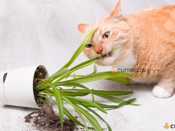 Plante toxice pentru pisici. Cum sa iti protejezi animalul de companie