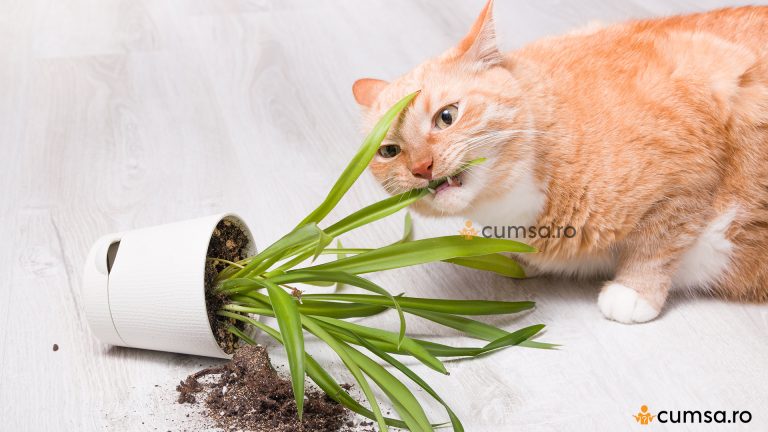 Plante toxice pentru pisici. Cum sa iti protejezi animalul de companie