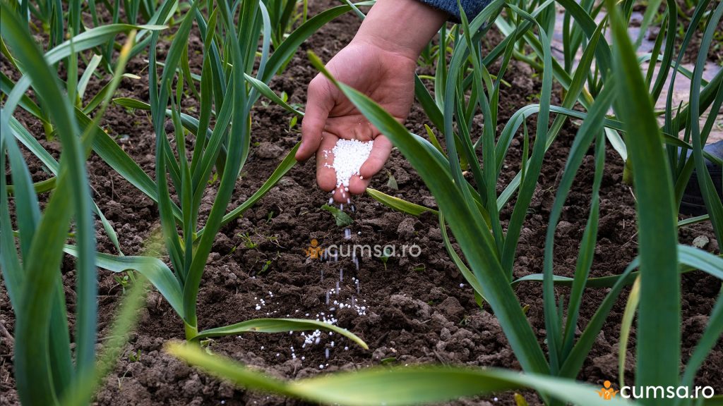 Fertilizarea usturoiului