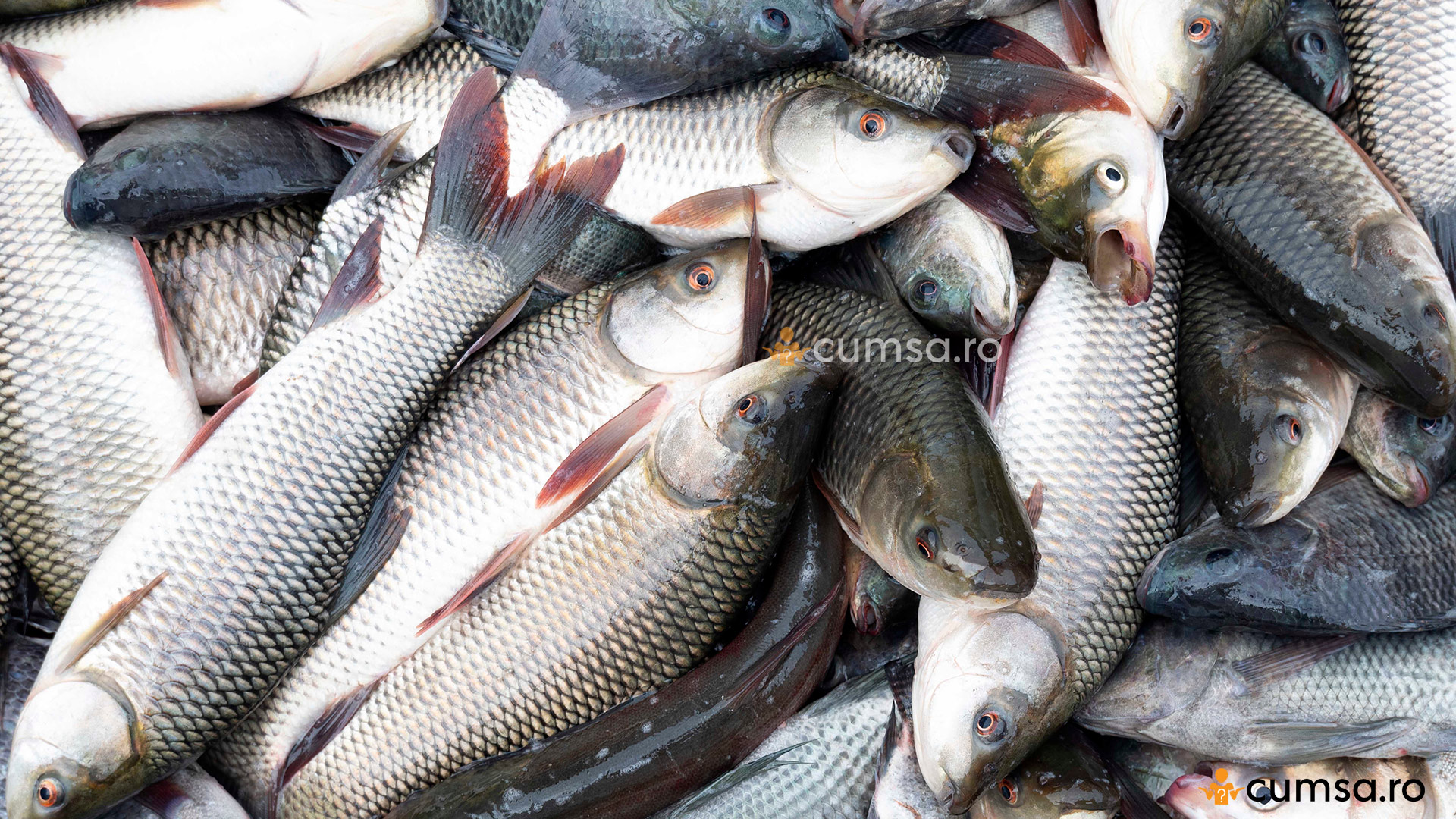 Cum sa cureti pestele. Trucuri utile - cumsa.ro