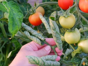 Cum sa tratezi rasucirea frunzelor la tomate. Cauze si tratamente
