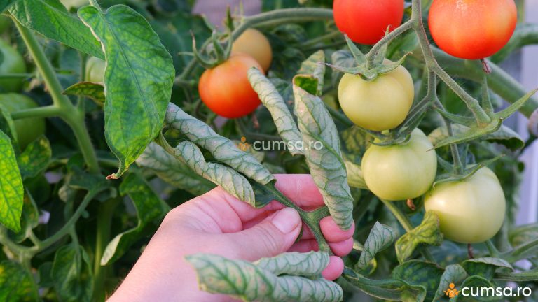 Cum sa tratezi rasucirea frunzelor la tomate. Cauze si tratamente