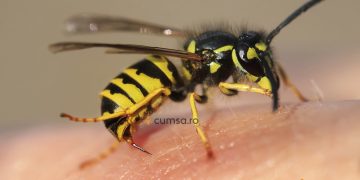 Cum sa calmezi intepatura de viespe si ce remedii poti folosi