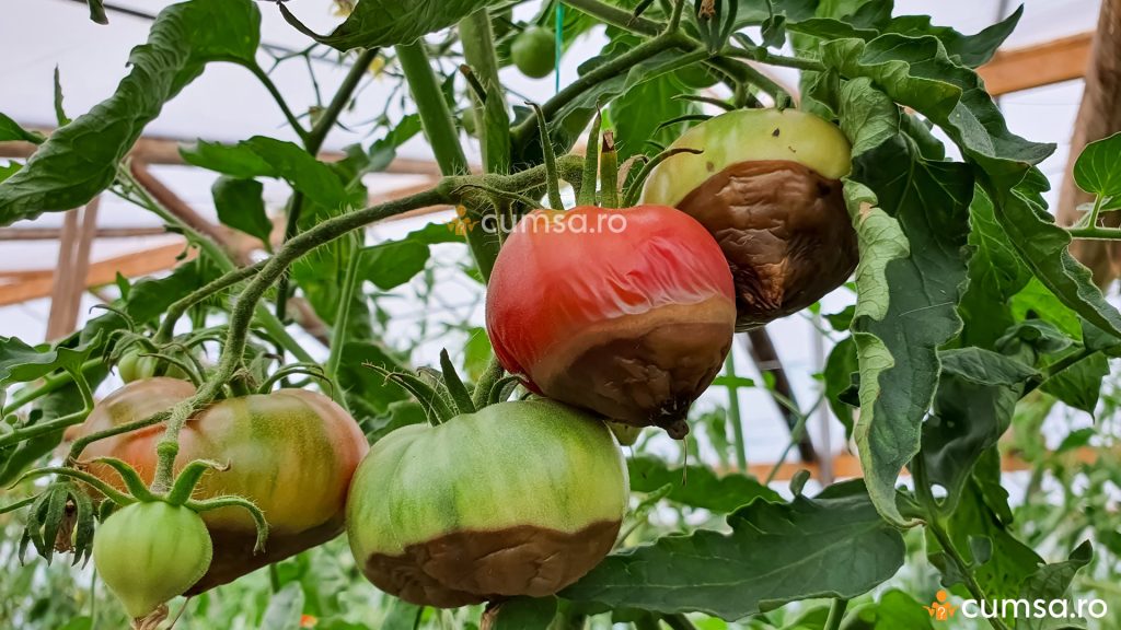Lipsa de calciu la tomate