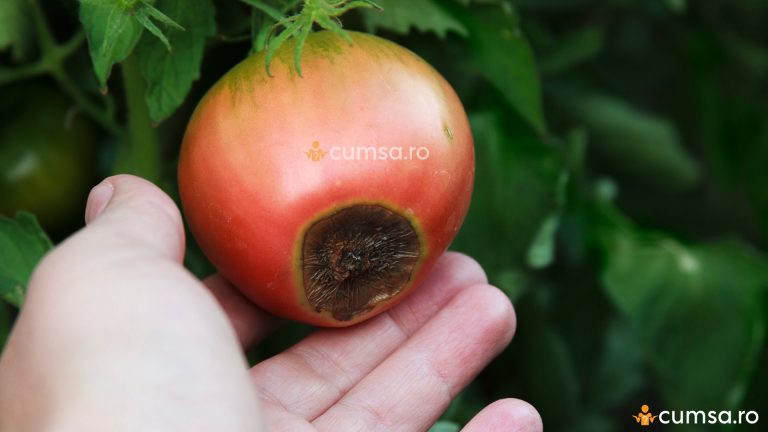 Lipsa de calciu la tomate. Cum sa tratezi plantele din gradina