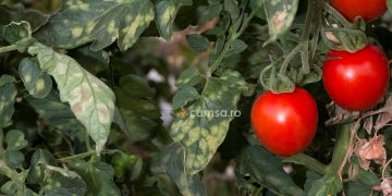 Patarea cafenie la tomate. Cum sa tratezi plantele afectate