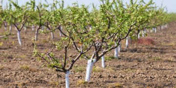 Cum sa alegi terenul pentru plantarea pomilor fructiferi
