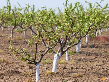 Cum sa alegi terenul pentru plantarea pomilor fructiferi