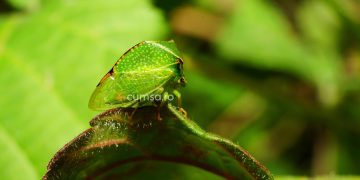 Cum sa combati cicada gheboasa. Tratamente pentru pomi fructiferi si vita de vie