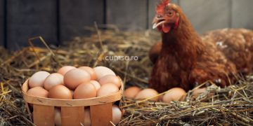 Cum sa cresti productia de oua la gaini. Ce trebuie sa incluzi in dieta acestora