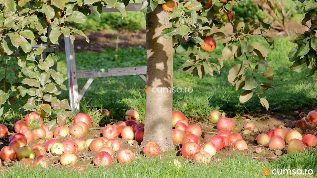 De ce cad merele din pom