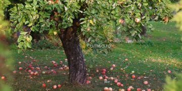 De ce cad merele din pom si cum sa previi acest fenomen