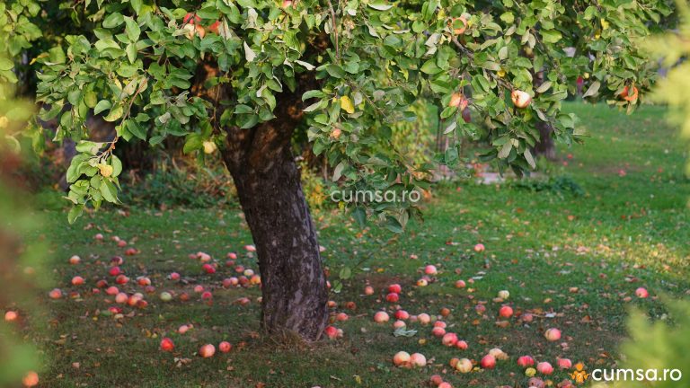 De ce cad merele din pom si cum sa previi acest fenomen