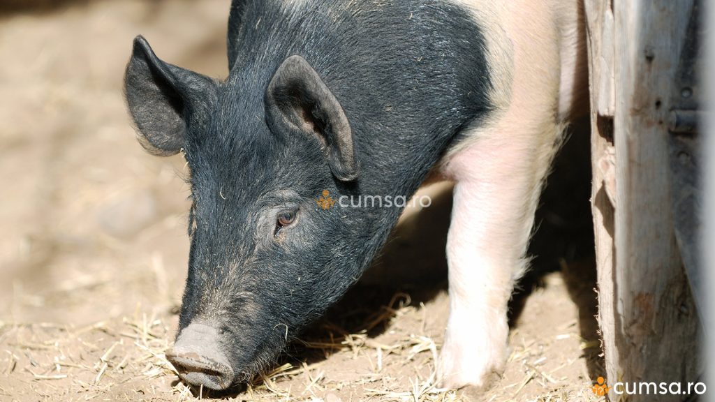Porc din rasa Hampshire