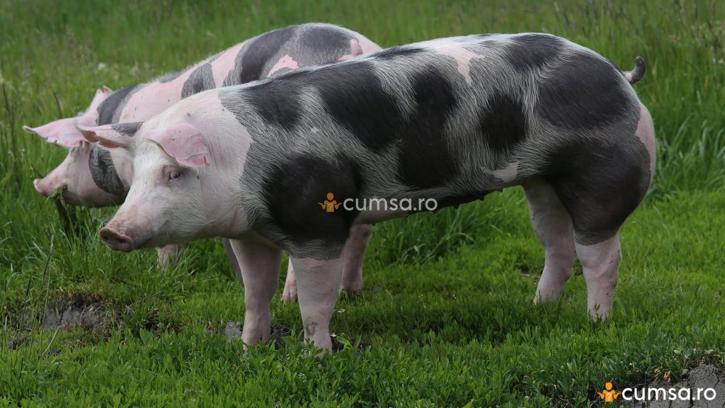 Porc din rasa Pietrain