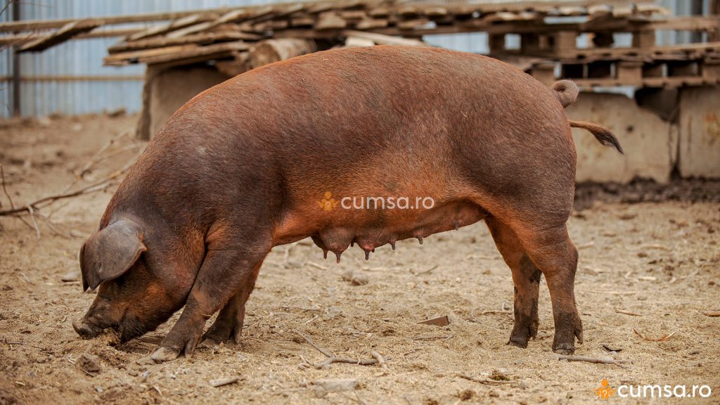 Rase de porci - Duroc
