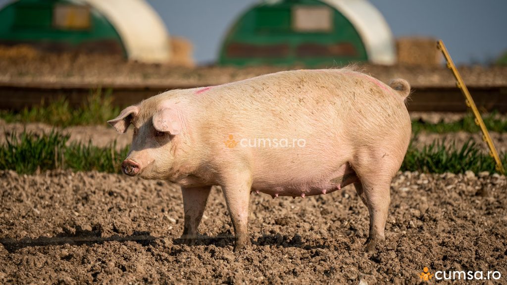 Rase de porci - Landrace
