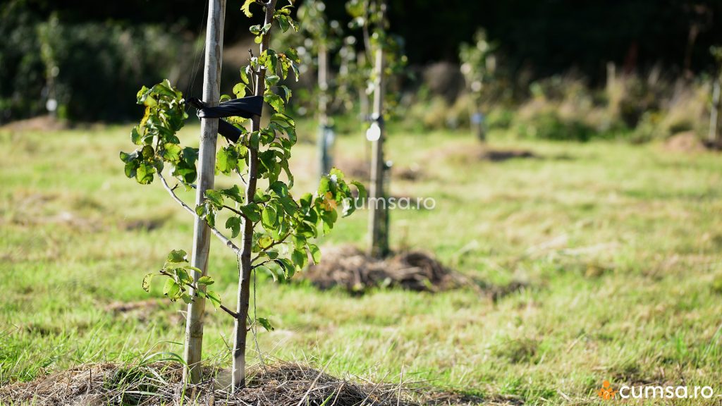 Terenul pentru plantarea pomilor fructiferi