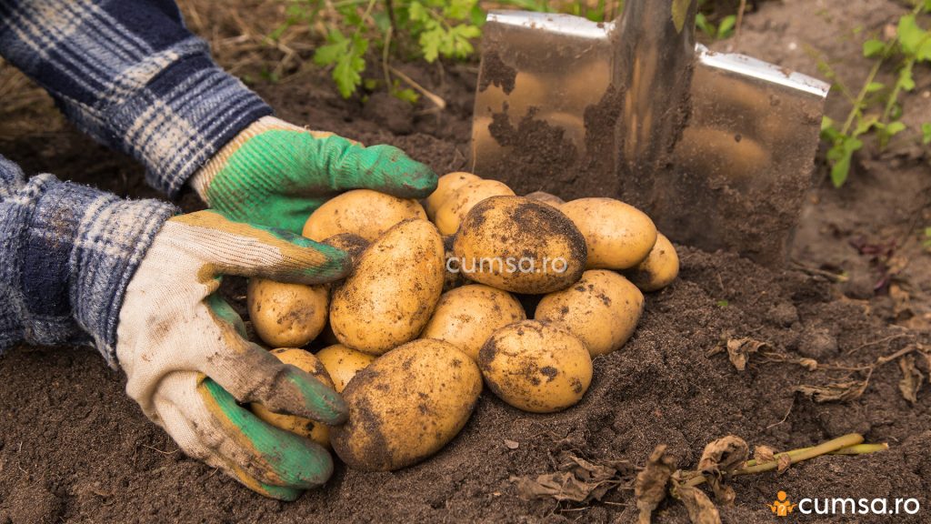 Ce plantam dupa cartofi