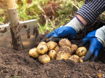 Ce plantam dupa cartofi. Cum sa cultivi legume in mod inteligent