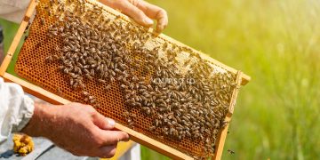 Cum sa comercializezi miere de albine in mod legal. Acte necesare