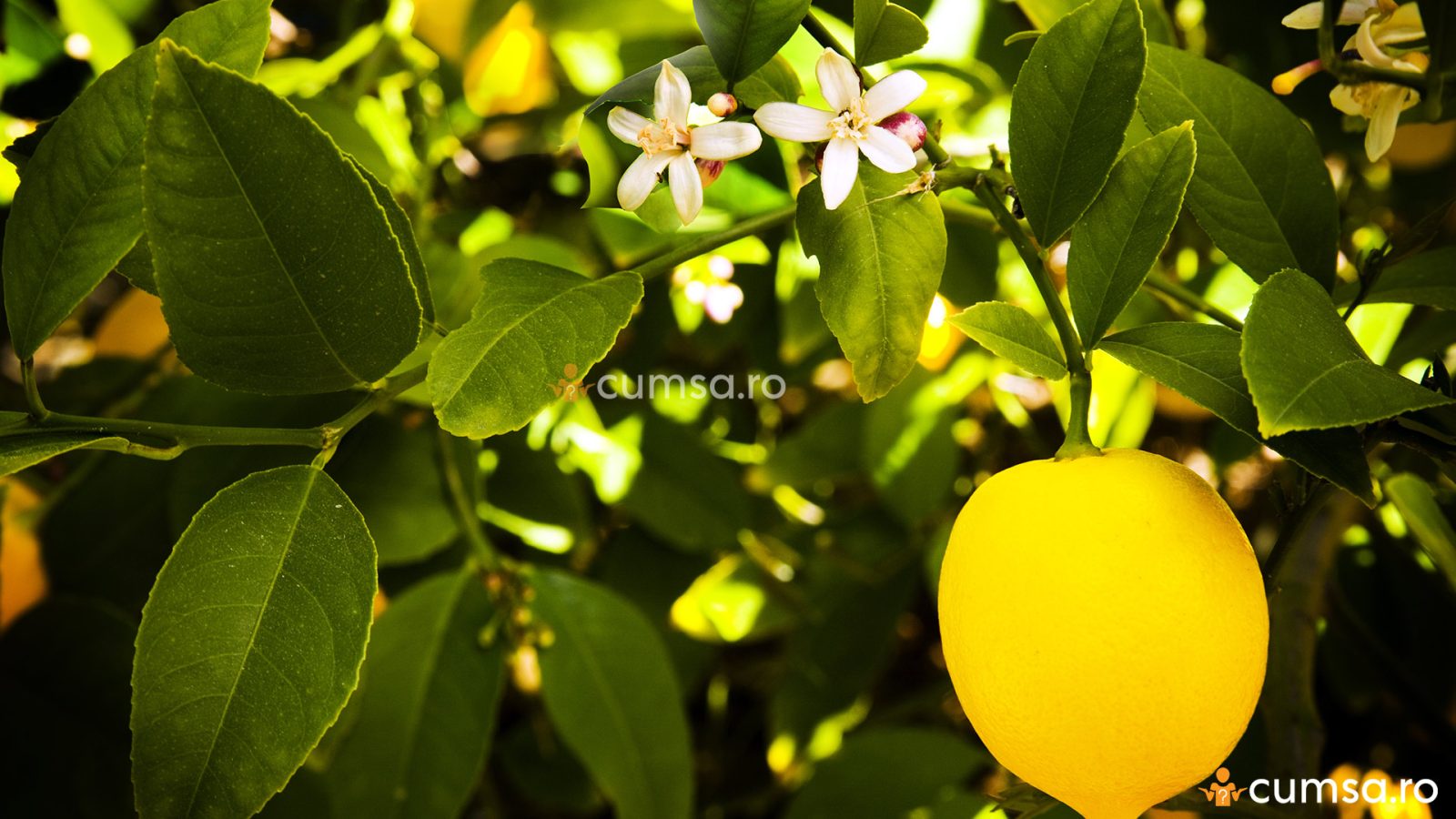 De ce cad florile la lamai si cum sa previi acest fenomen - cumsa.ro