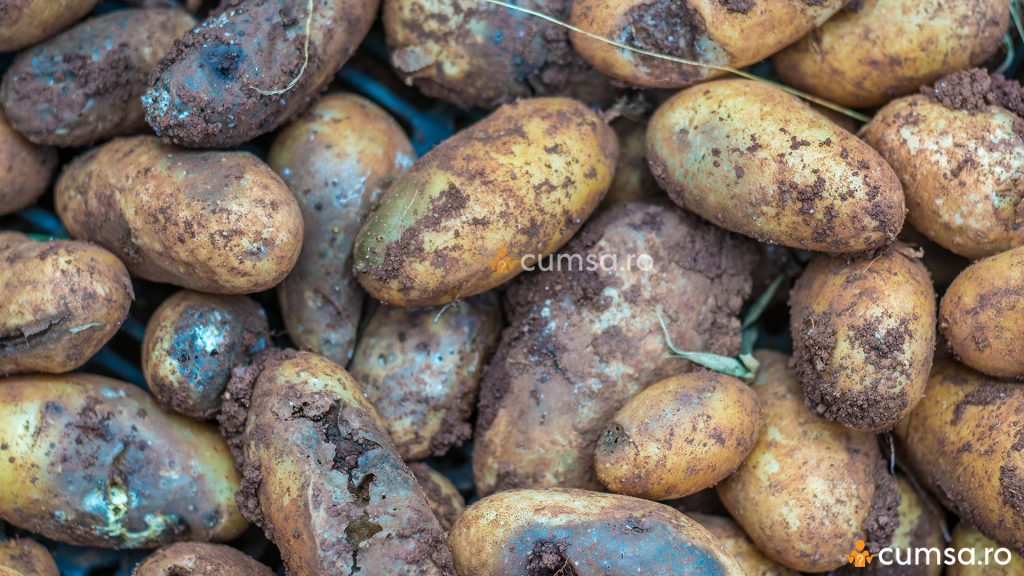 De ce putrezesc cartofii
