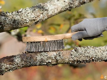 Cum sa cureti muschii si lichenii de pe pomii fructiferi si ce tratamente aplici