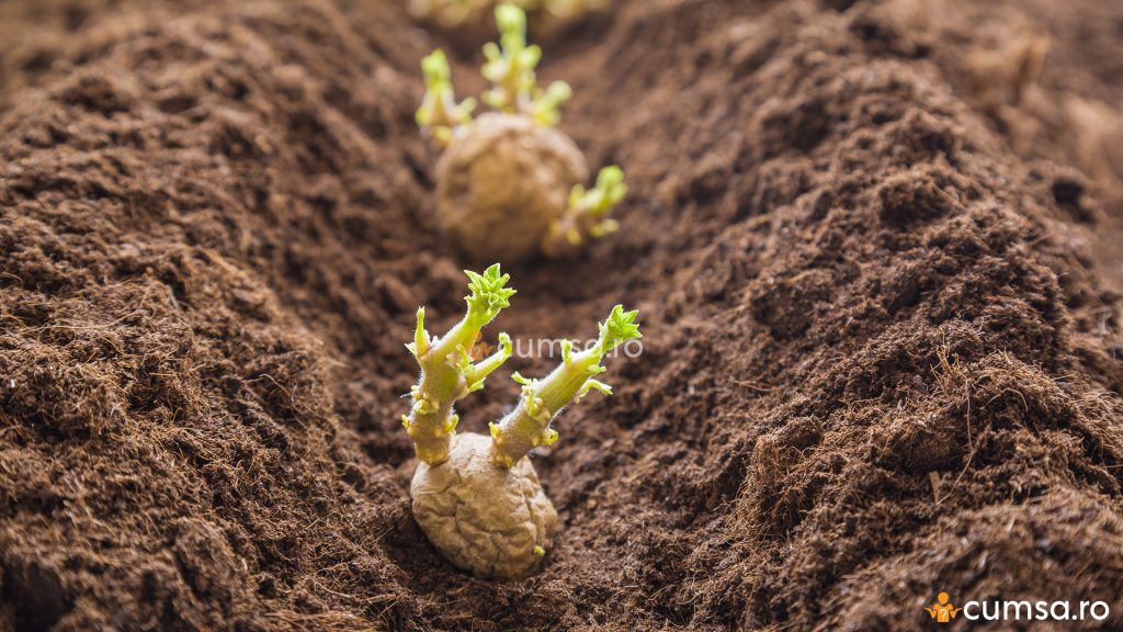 Distanta plantare cartofi
