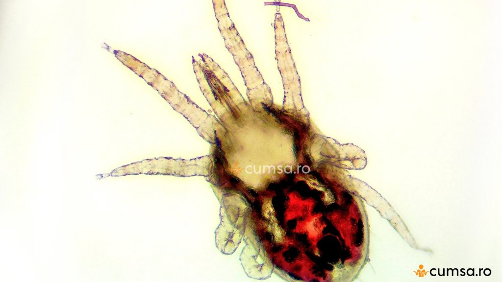 Dermanyssus Gallinae