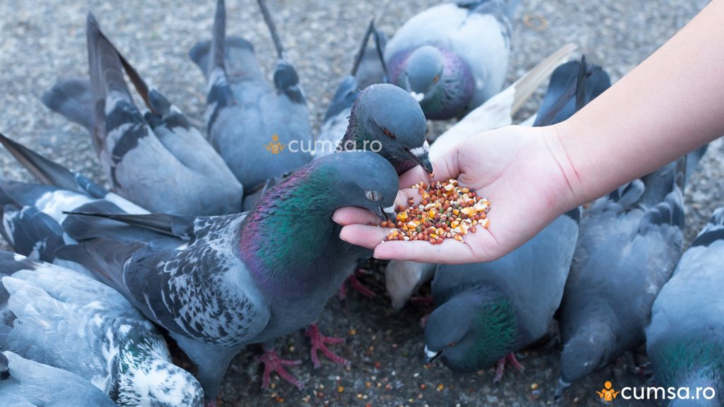 Hrana pentru porumbei