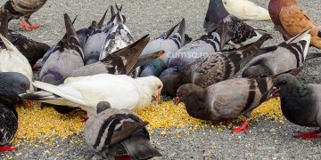 Hrana pentru porumbei. Cum sa hranesti pasarile in functie de varsta si sezon