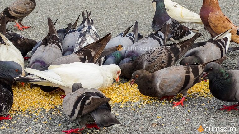 Hrana pentru porumbei. Cum sa hranesti pasarile in functie de varsta si sezon