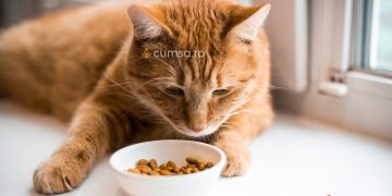 Hranire pisici care stau doar in casa. Cum sa eviti ingrasarea animalului de companie