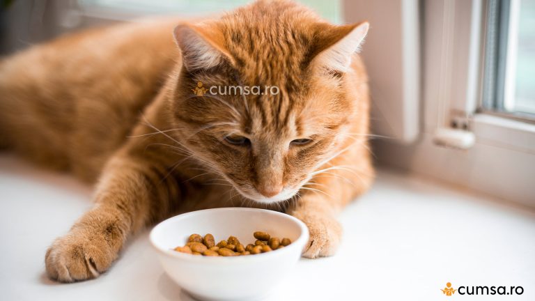 Hranire pisici care stau doar in casa. Cum sa eviti ingrasarea animalului de companie