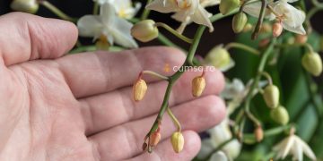 Cum sa previi ofilirea bobocilor de orhidee si care sunt cauzele