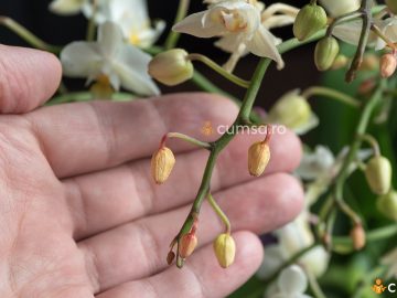 Cum sa previi ofilirea bobocilor de orhidee si care sunt cauzele