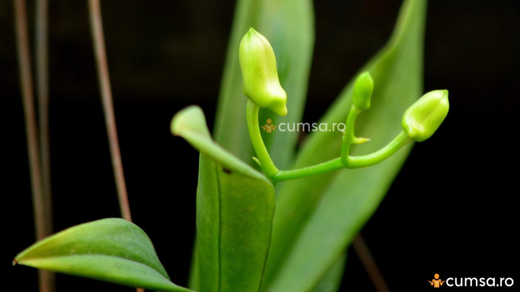 Ofilirea bobocilor de orhidee