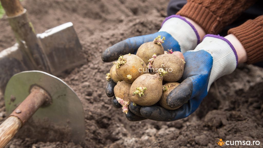 Cand se planteaza cartofii