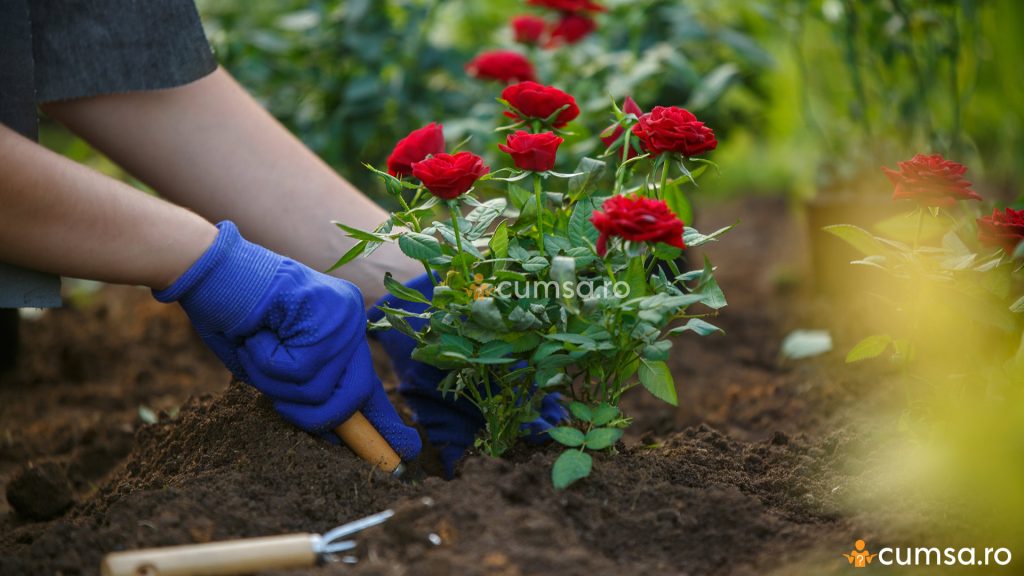 Plantarea trandafirilor