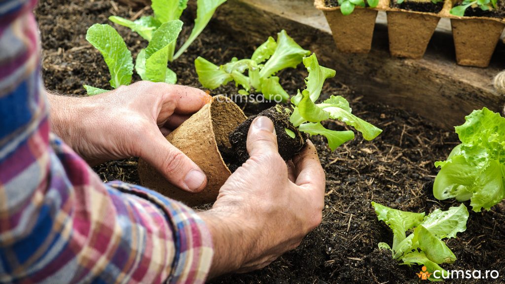 Cand se planteaza salata in gradina